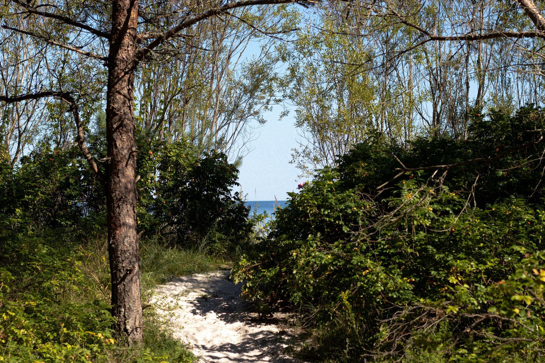 Küstenpfad an einem Raukar-Feld auf Gotland